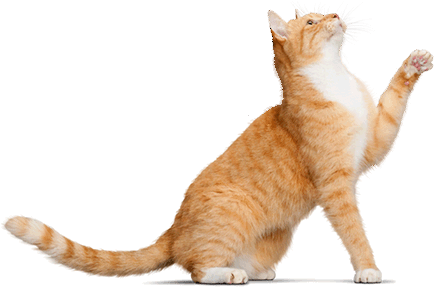 Here Is Cat Pictures - Alpha-sports Cat Toys Interactive: Cat Led Light Training Transparent PNG - 435x300 - Free Download on - Cat Transparent PNG Free Download