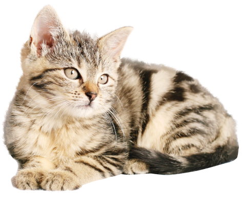 Download Cat Png Image - Cat Png Images Hd Transparent PNG - 500x430 - Free Download on - Cat Transparent PNG Free Download