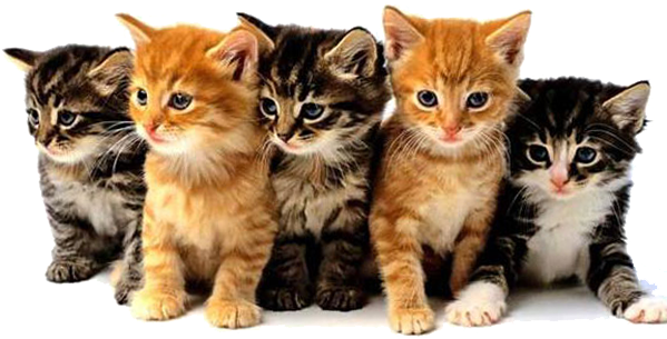 Feline Panleukopenia Virus Vetlife - Cats And Kittens Png Transparent PNG - 600x315 - Free Download on - Cat Transparent PNG Free Download