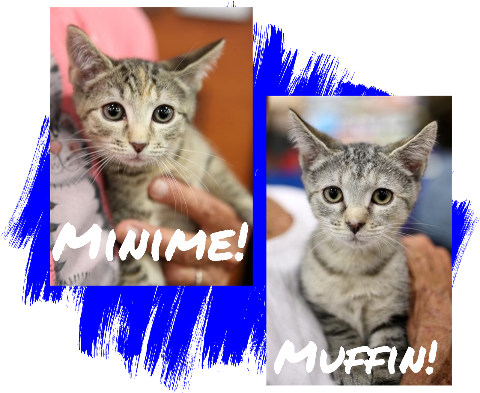 Fridays Friend Cat Adoption Homeless Animals Rescue - Cat Transparent PNG - 1600x1600 - Free Download on - Cat Transparent PNG Free Download