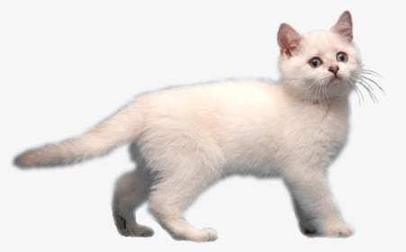 Transparent White Cat Png - White Cat Transparent Background, Png Download - Cat Transparent PNG Free Download