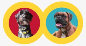 So, We Asked New Boys Odie & Ollie To Put Together - Boxer Transparent PNG - 1600x860 - Free Download on - Cat Transparent PNG Free Download