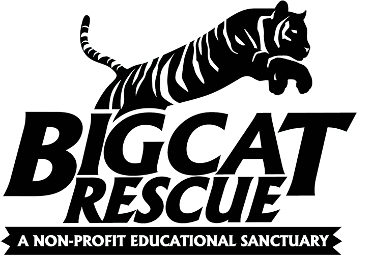 Big Cat Rescue Is Caring For Big Cats And Ending The - Big Cat Rescue Tampa - Free Transparent PNG Clipart Images Download. - Cat Transparent PNG Free Download