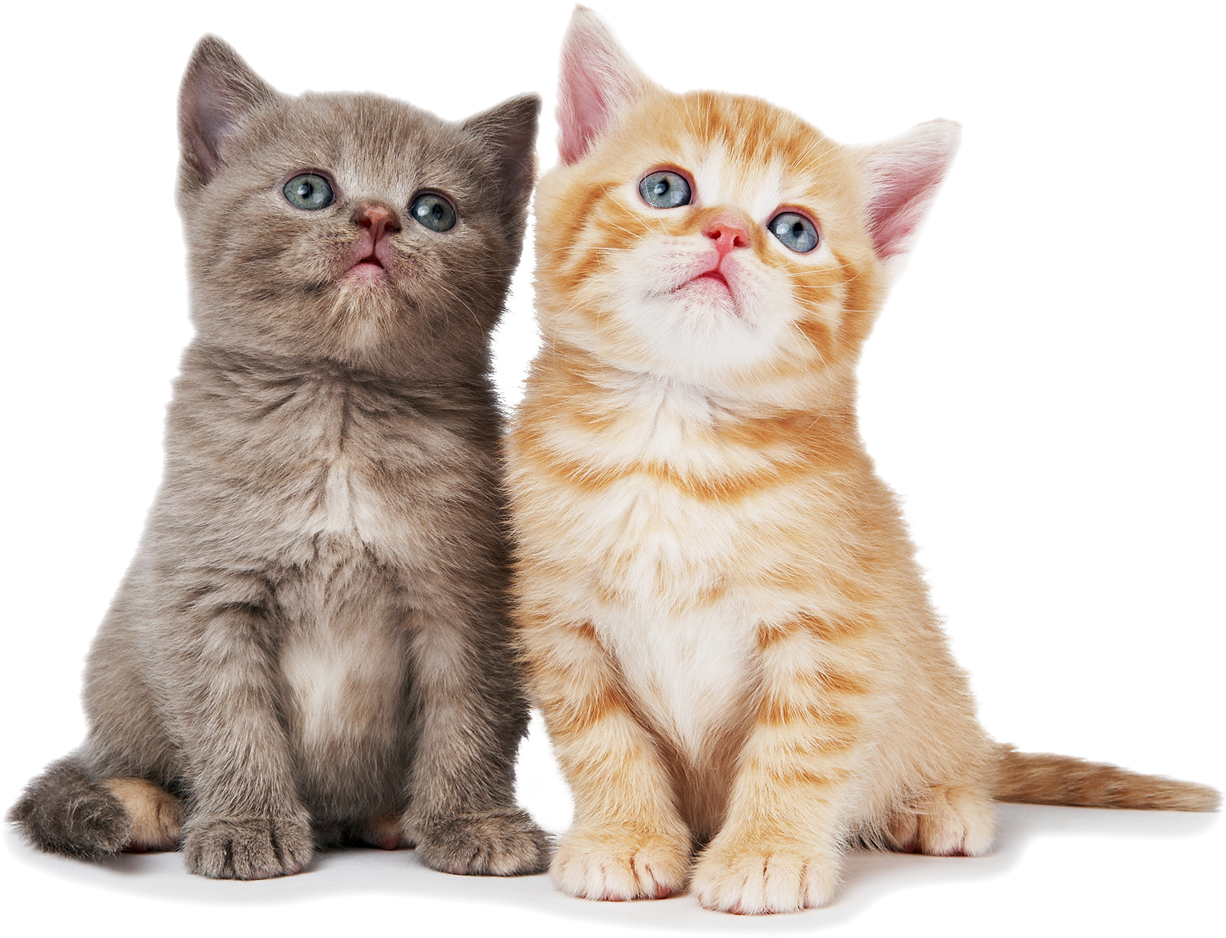 Cat Png Pic - American Shorthair Persian Cat Transparent PNG - 2000x1663 - Free Download on - Cat Transparent PNG Free Download