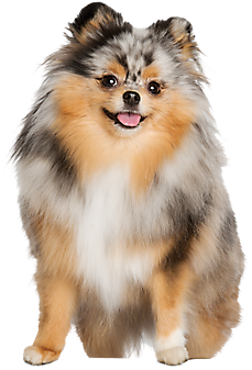 Cats Dogs Top Of Head Png Svg Black And White Stock - Dog Grooming Transparent Background Transparent PNG - 344x378 - Free Download on - Cat Transparent PNG Free Download