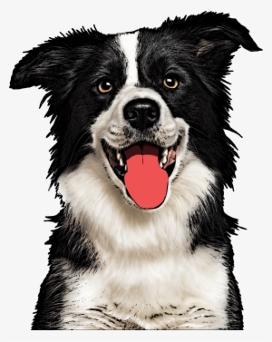 Custom Pet Pop Art - Dog Art Png Transparent PNG - 1000x1258 - Free Download on - Cat Transparent PNG Free Download