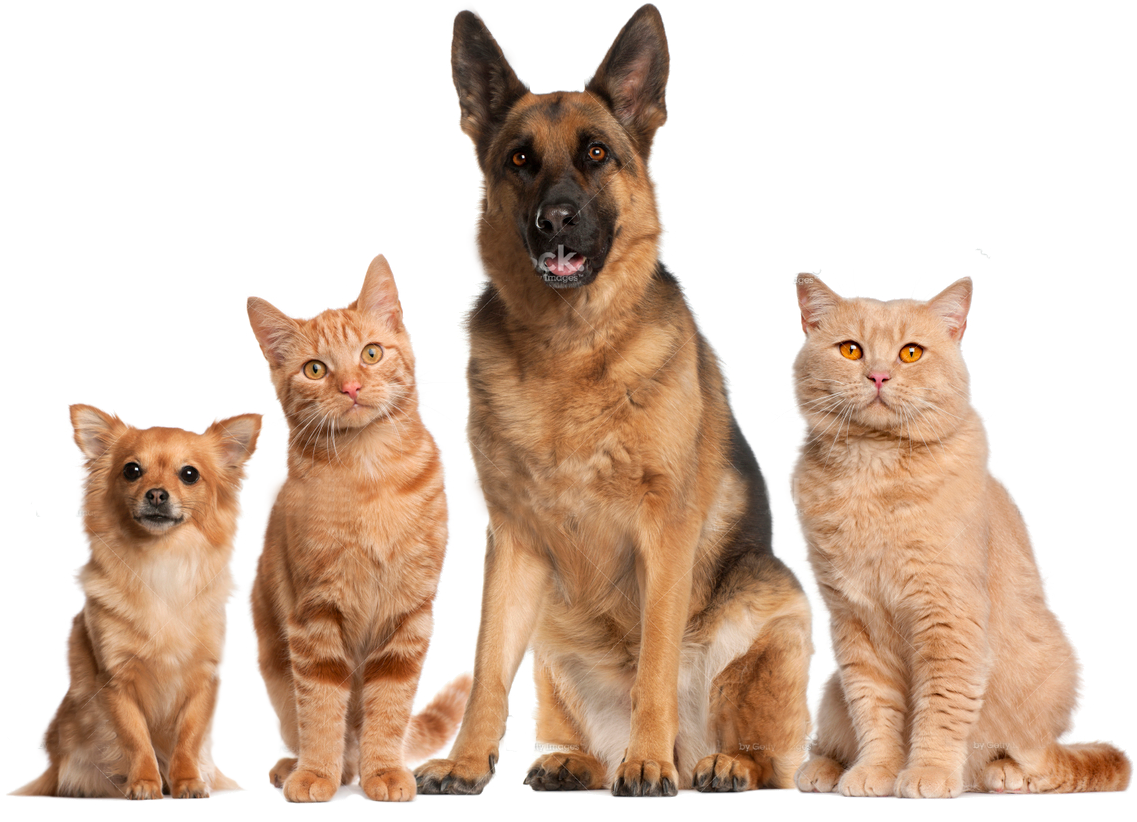 Png Hd Dogs And Cats Transparent Hd Dogs And Cats - Pink Zebra Sprinkles 2017 Transparent PNG - 1137x822 - Free Download on - Cat Transparent PNG Free Download