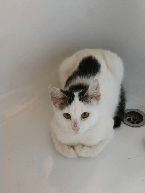 Photo Of Ac0755 Twix - Domestic Short-haired Cat Transparent PNG - 638x638 - Free Download on - Cat Transparent PNG Free Download