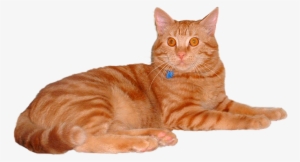 Feline Vaccines - Orange Tabby Cat Transparent Background Transparent PNG - 712x400 - Free Download on - Cat Transparent PNG Free Download