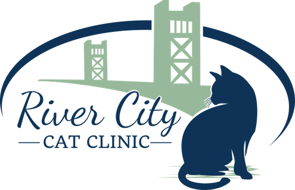 Cat Only Veterinary Care In The Land Park Region Of - Cat - Free Transparent PNG Clipart Images Download. - Cat Transparent PNG Free Download