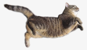 Free Images Download Cat Vector Black And White Download - Real Cat Png Transparent PNG - 1024x596 - Free Download on - Cat Transparent PNG Free Download