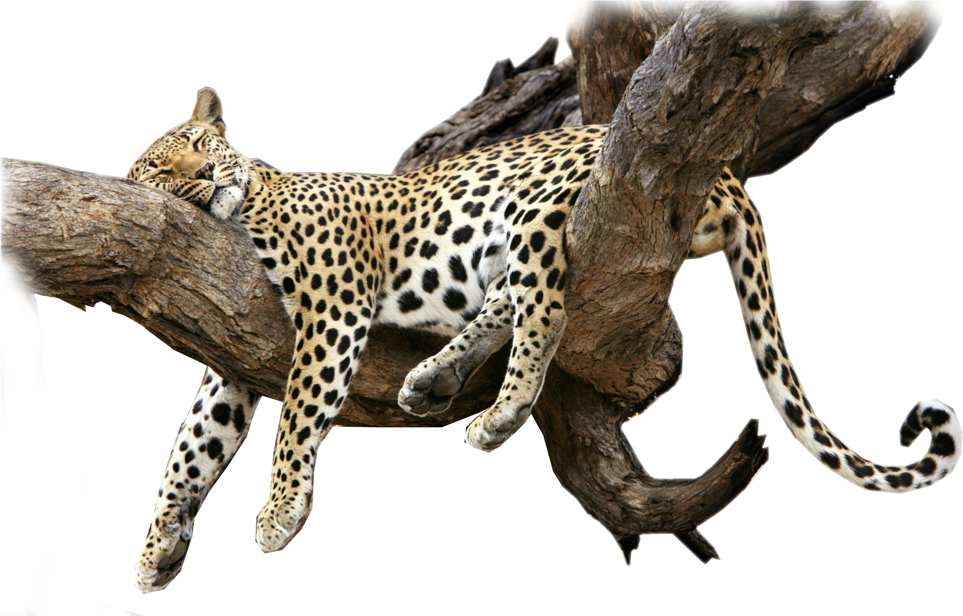 Think I Will Sleep In Until My Cabs Chauffeur Arrives - Cat Nap Shower Curtain - Free Transparent PNG Clipart Images Download. - Cat Transparent PNG Free Download