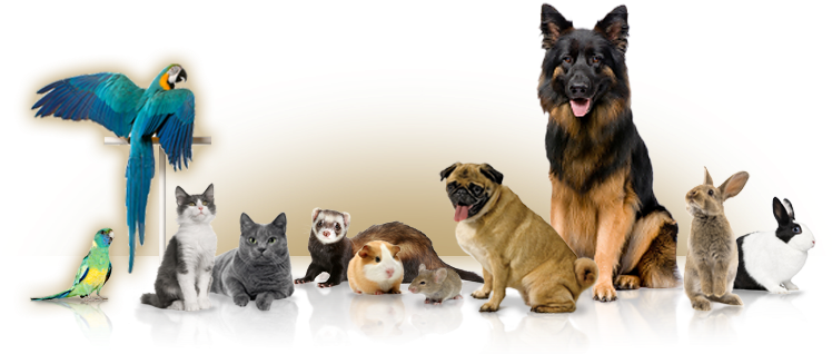 Pet Pictures - Dogs Cats And Birds Png - Free Transparent PNG Clipart Images Download. - Cat Transparent PNG Free Download