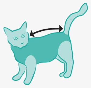 Size Measured From Collar To Base Of The Tail - Cat Recovery Suite Transparent PNG - 720x702 - Free Download on - Cat Transparent PNG Free Download