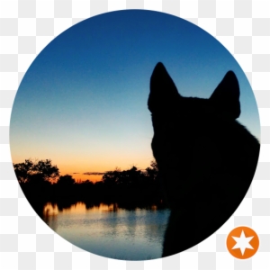 Black Cat - Free Transparent PNG Clipart Images Download. - Cat Transparent PNG Free Download