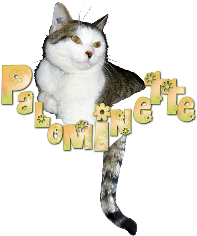Cartes Pour Mon Anniversaire - Domestic Short-haired Cat - Free Transparent PNG Clipart Images Download. - Cat Transparent PNG Free Download