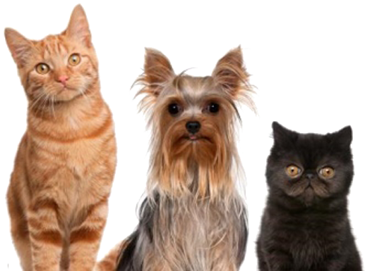 El Que Tenga Oídos Que Oiga - Dogs And Cats Transparent PNG - 595x413 - Free Download on - Cat Transparent PNG Free Download