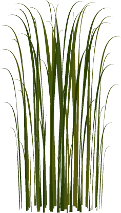 Cat Tail Png For Kids - Cattail Png Transparent PNG - 416x509 - Free Download on - Cat Transparent PNG Free Download