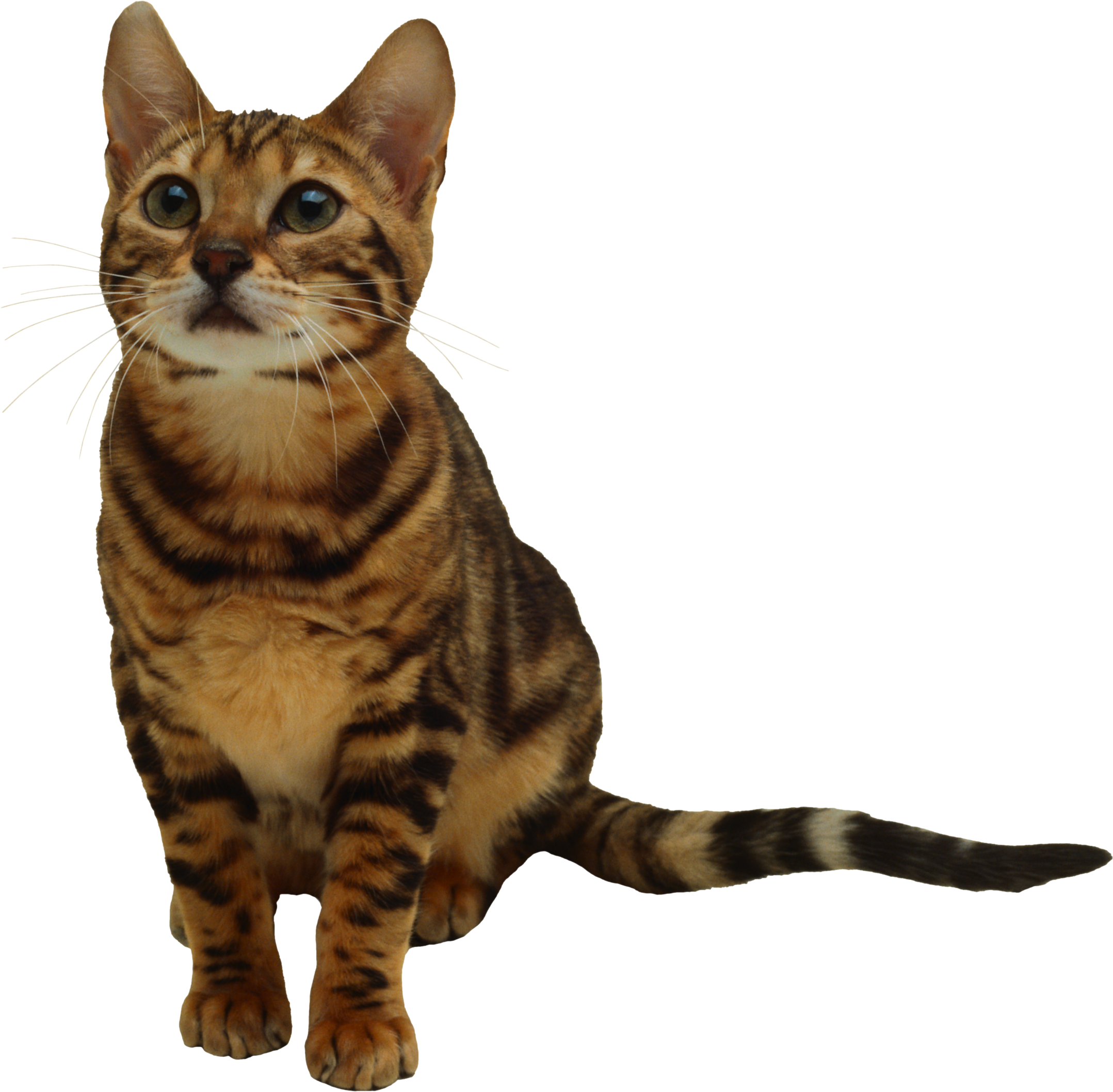 Gray Tabby Cat Grey Free Image On Pixabay - Transparent Background Cat Png - Free Transparent PNG Clipart Images Download. - Cat Transparent PNG Free Download