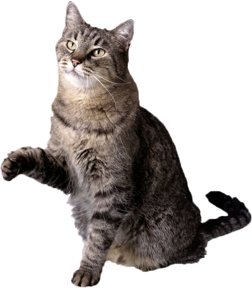 Cat Free Icon Vectors Download - Nine Lives Of A Feral Cat Transparent PNG - 514x586 - Free Download on - Cat Transparent PNG Free Download