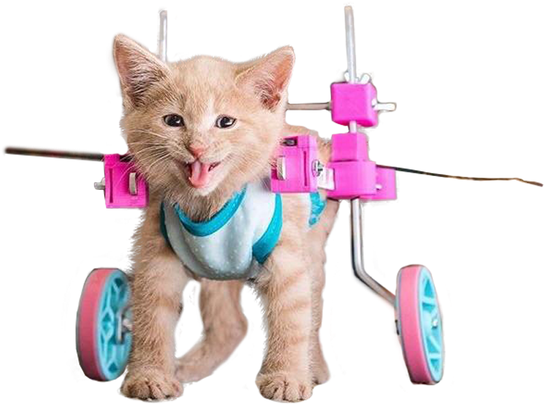 Animalhappy Cat - Cat In Wheelchair Png Transparent PNG - 800x614 - Free Download on - Cat Transparent PNG Free Download