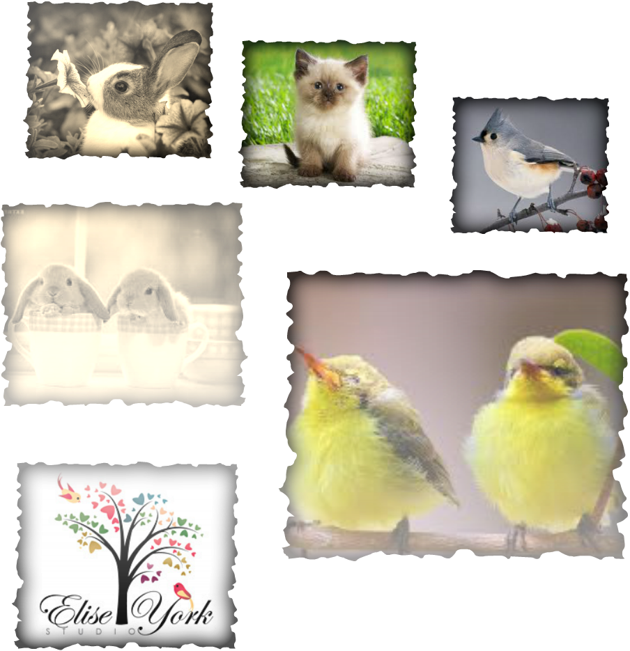 Hamtaro - Funny Cats Poster Photo Print 32x24 Transparent PNG - 904x935 - Free Download on - Cat Transparent PNG Free Download