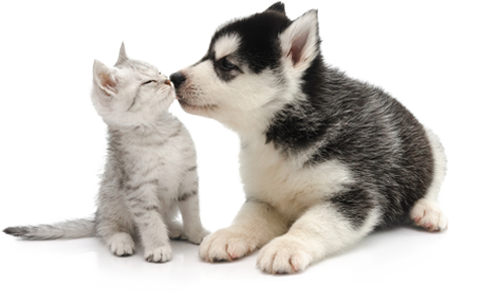 You Cover The Kisses, Petplan Covers The Rest - Cat And Dog Transparent Background Transparent PNG - 477x307 - Free Download on - Cat Transparent PNG Free Download