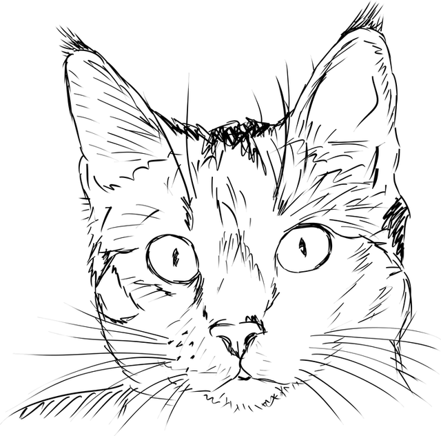 Free Photo Feline Portrait Cat Black And White Kitten - Cat Face Line Drawing Transparent PNG - 640x632 - Free Download on - Cat Transparent PNG Free Download