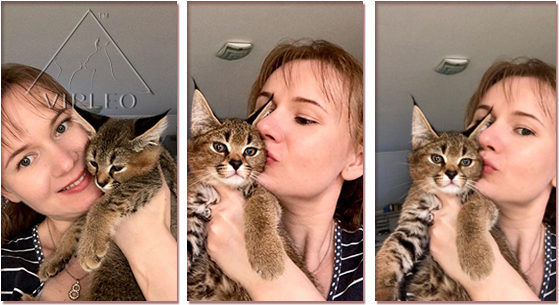 Selling Kitten, Caracal, Buy Caracal, Buy Caracat, - Domestic Short-haired Cat Transparent PNG - 580x320 - Free Download on - Cat Transparent PNG Free Download