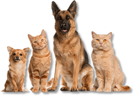 Pet Grooming Santa Rosa Barks About And Purrs Over - Cat And Dog Group Transparent PNG - 457x330 - Free Download on - Cat Transparent PNG Free Download