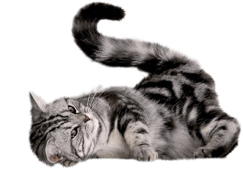 Free Png Cat Png Images Transparent - Cat Scratch Mat With Sisal Mouse Transparent PNG - 850x638 - Free Download on - Cat Transparent PNG Free Download