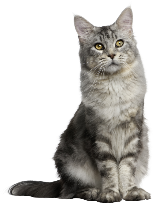 Gray Long Hair Cat - Anatomy And Physiology For Veterinary Technicians And Transparent PNG - 523x692 - Free Download on - Cat Transparent PNG Free Download