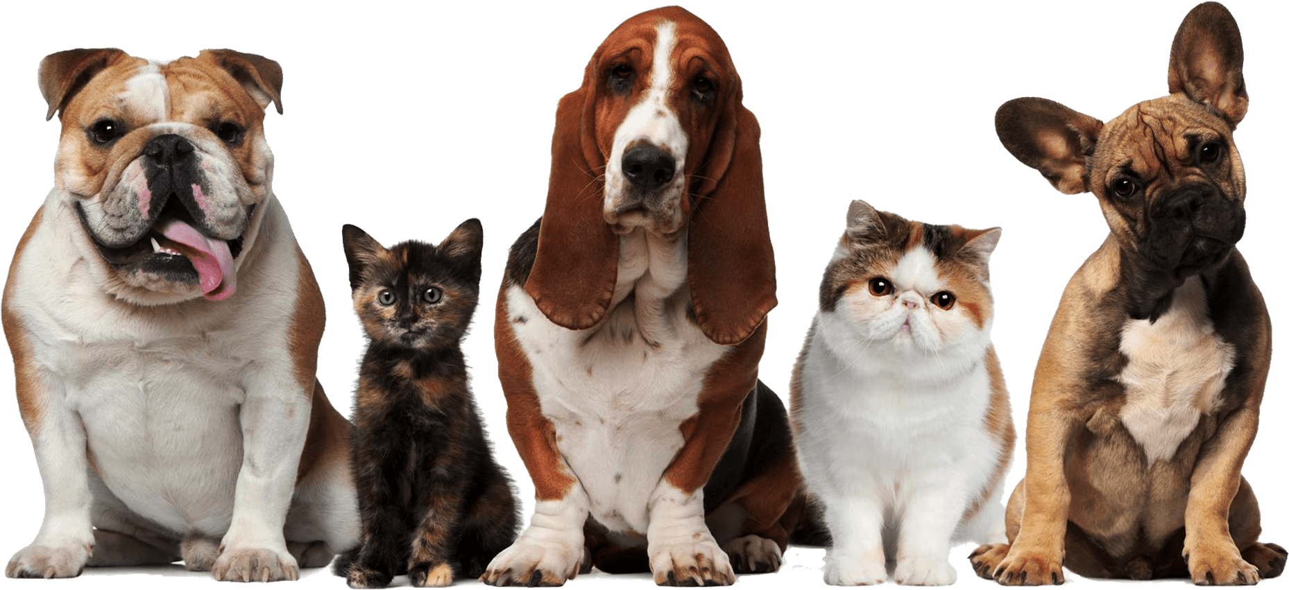 Main Png Dogs And Cats19202017 10 122017 10 12http - Pets Cats And Dogs Transparent PNG - 1920x973 - Free Download on - Cat Transparent PNG Free Download
