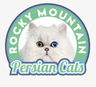 Persian, HD Png Download - Cat Transparent PNG Free Download