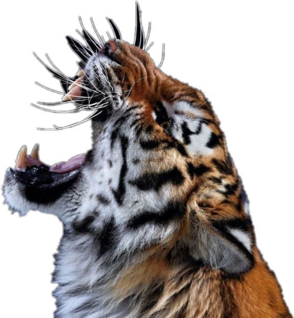 Tiger Roar Animal Cats Bigcats Zoo Jungle - Lsu Tiger Roar Transparent PNG - 577x625 - Free Download on - Cat Transparent PNG Free Download