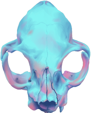 Transparent Skull Tumblr - Cat Skull Tumblr Transparent Transparent PNG - 500x500 - Free Download on - Cat Transparent PNG Free Download