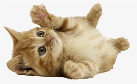 Cute Cat Transparent Background, HD Png Download - Cat Transparent PNG Free Download