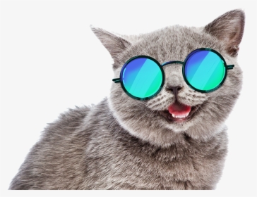 Summer Cat Meme , Png Download - Summer Cat Png, Transparent - Cat Transparent PNG Free Download