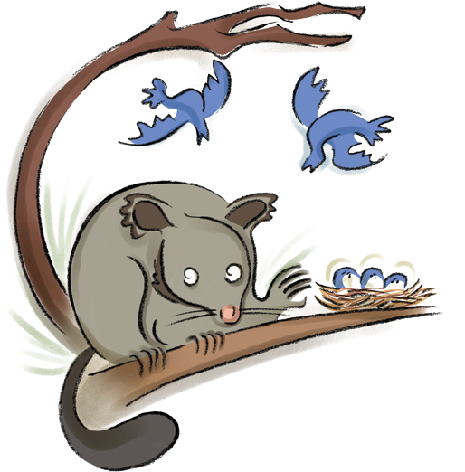 New Zealand Brushtail And The American Possum - Cat Transparent PNG - 567x567 - Free Download on - Cat Transparent PNG Free Download