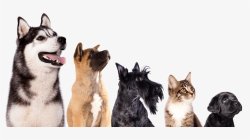 Vacuum For Cats, HD Png Download - Cat Transparent PNG Free Download