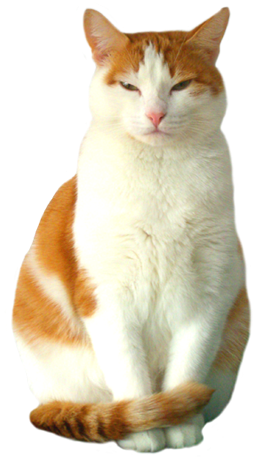 European Shorthair Red White Cat Graphic - European Shorthair Cat White Transparent PNG - 355x472 - Free Download on - Cat Transparent PNG Free Download