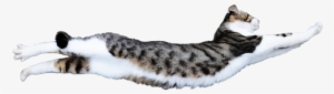 A White Cat, Taken Against A Dark Background - Cat Photo With Transparent Background Transparent PNG - 600x243 - Free Download on - Cat Transparent PNG Free Download