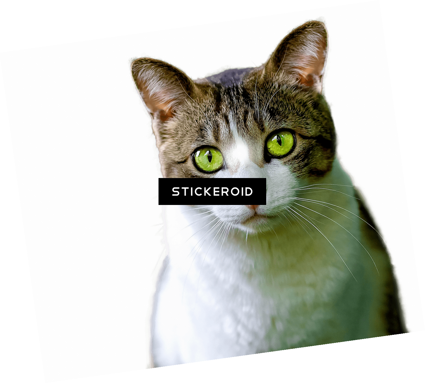 Cat Green Eyes - American Wirehair Cat Square Necklace - White M Transparent PNG - 1421x1280 - Free Download on - Cat Transparent PNG Free Download