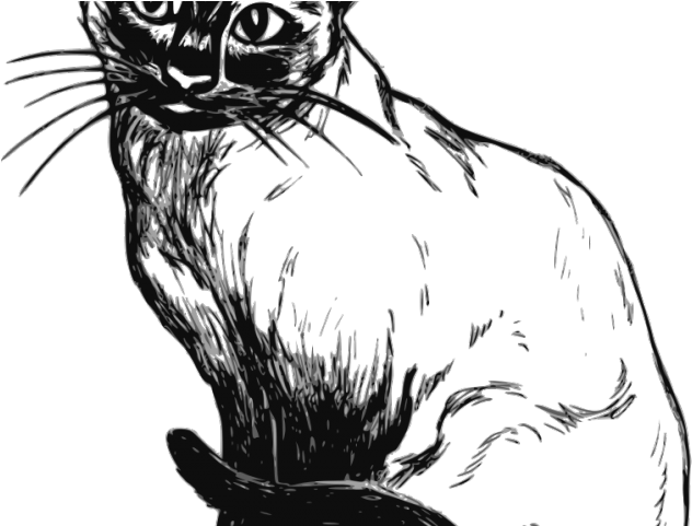 Siamese Cat Clipart Pretty Cat - Siamese Cat Clipart Black And White Transparent PNG - 640x480 - Free Download on - Cat Transparent PNG Free Download