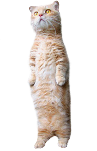 Transparent Pictures Free Icons - Tale Of Mrs. Tiggy-winkle [book] Transparent PNG - 400x527 - Free Download on - Cat Transparent PNG Free Download
