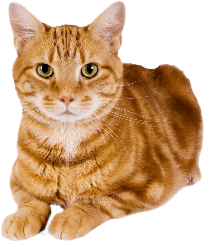 Everyday Dozens Of Dogs & Cats Are Turned Into Local - Cat Free Transparent PNG - 417x547 - Free Download on - Cat Transparent PNG Free Download