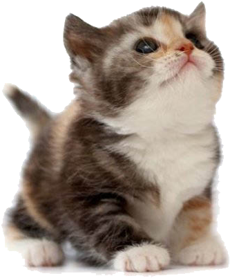 Here's A Picture Of A Cat - Friendship Day Transparent PNG - 391x413 - Free Download on - Cat Transparent PNG Free Download