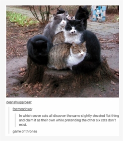 Cats On Tree Stump, HD Png Download - Cat Transparent PNG Free Download