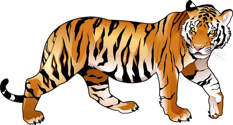 Tiger Png Images The Deadly Asian Cat Png Only Tiger - Riding The Tiger: How To Execute Business Strategy Transparent PNG - 888x479 - Free Download on - Cat Transparent PNG Free Download
