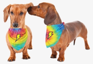 Thunderpets Pet Bandana For Your Dog Or Cat To Sport - Weiner Dog Png Transparent PNG - 1024x690 - Free Download on - Cat Transparent PNG Free Download